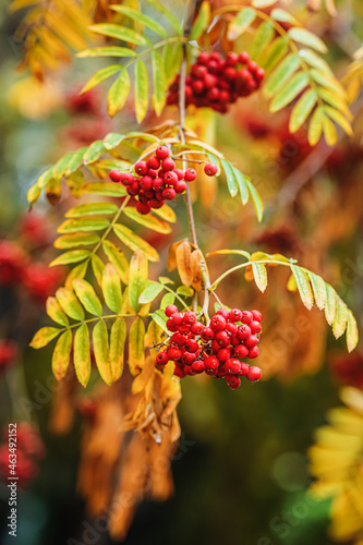 Branche of mountain ash with ripe berries close-up. Autumn season, rowan tree