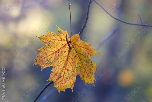 Maple leaf yellow on tree branches in forest close up in sunset rays on blur background from the side. Copy space