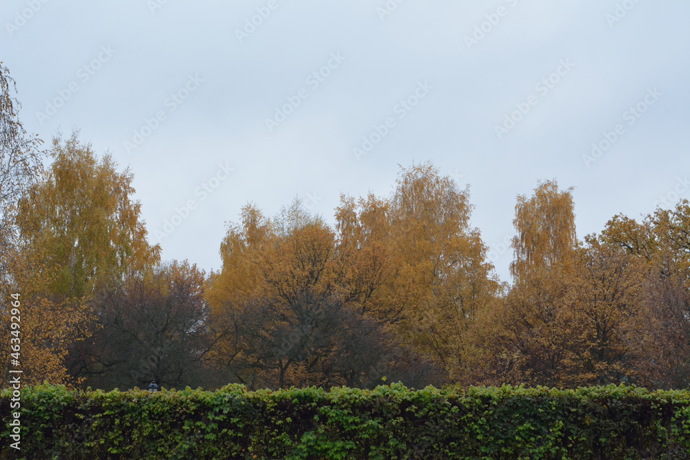 Fall trees behind a bush fence