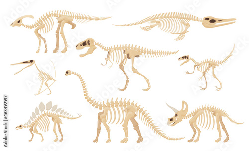 Fototapeta Naklejka Na Ścianę i Meble -  Dinosaur skeleton set vector illustration dino skeletons, dinosaurs, fossils, skull and bones