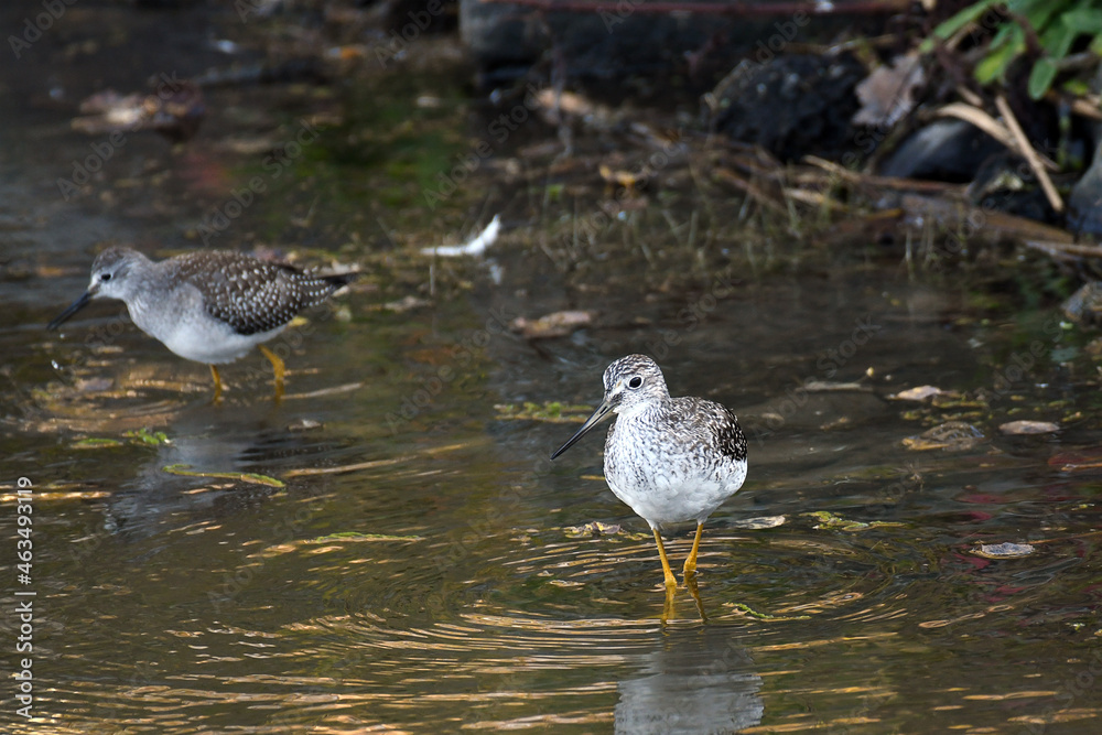 Greater Yellowlegs walking in a marsh, with water reflection Greater Yellowlegs walking in a marsh, with water reflection