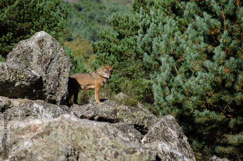 Iberian wolf standing still on a rock, Canis Lupus Signatus. photo