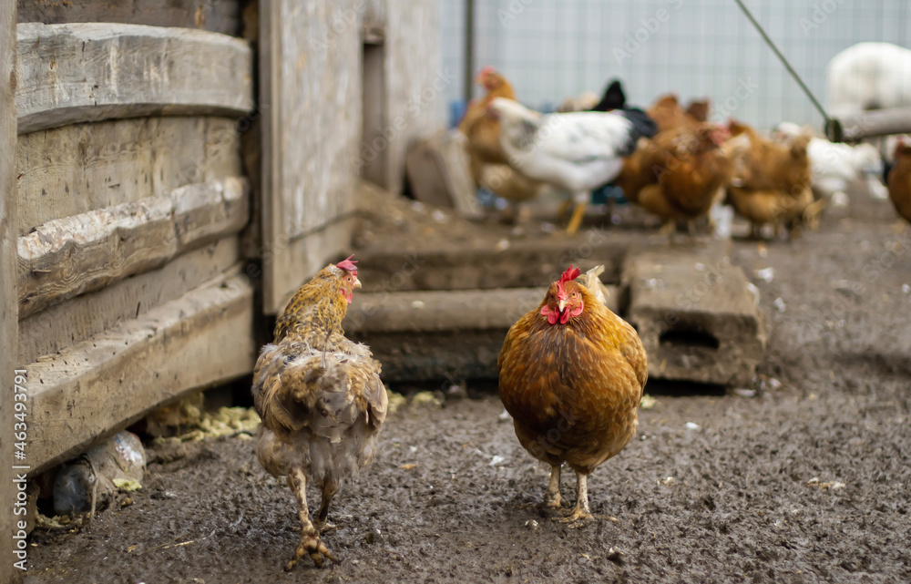 Fototapeta premium Two homemade brown chickens are walking in a chicken coop. Concept: home farm, agriculture, animal husbandry, village, own products.
