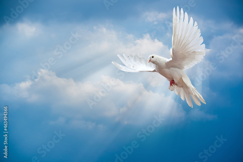 Billede på lærred dove in the sky