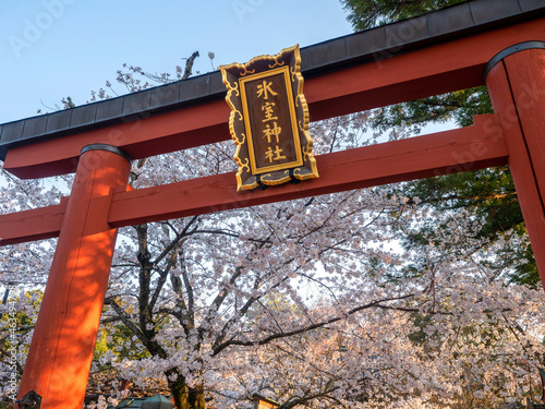 氷室神社の鳥居 photo