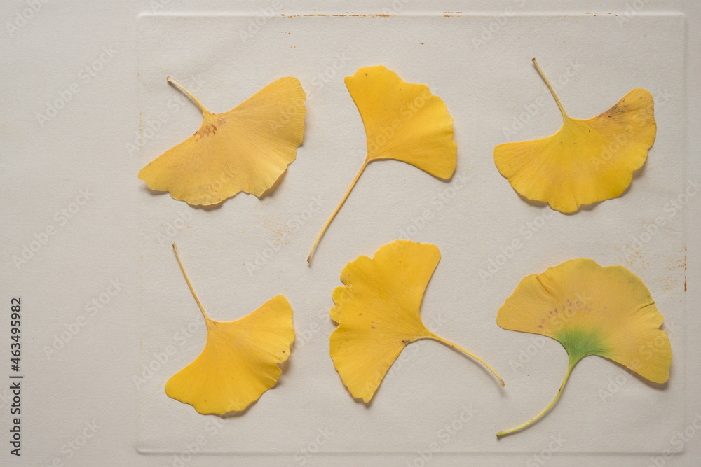 Naklejka premium ginkgo leaves on paper