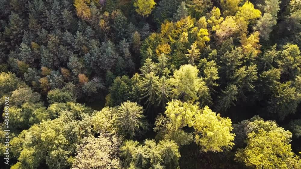 Autumn forest aerial drone view. Mixed deciduous and coniferous forest.
Autumn forest aerial drone view. Mixed deciduous and coniferous forest.