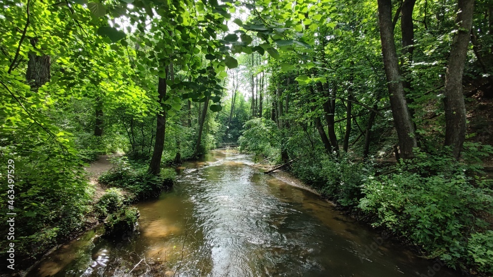 stream in the woods stream in the woods