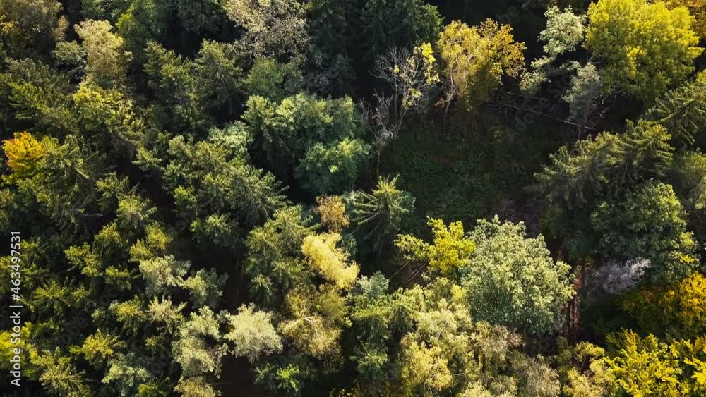 Autumn forest aerial drone view. Mixed deciduous and coniferous forest.
Autumn forest aerial drone view. Mixed deciduous and coniferous forest.
