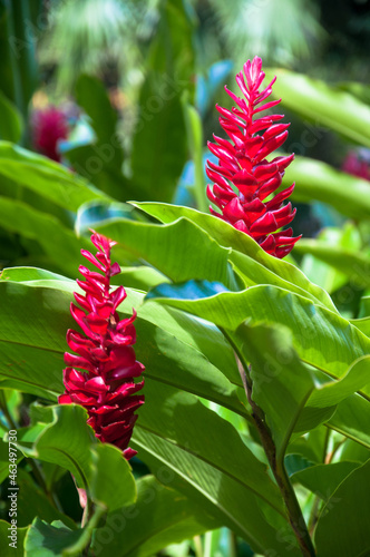 red ginger flower in the garden alpinia purpurata photo