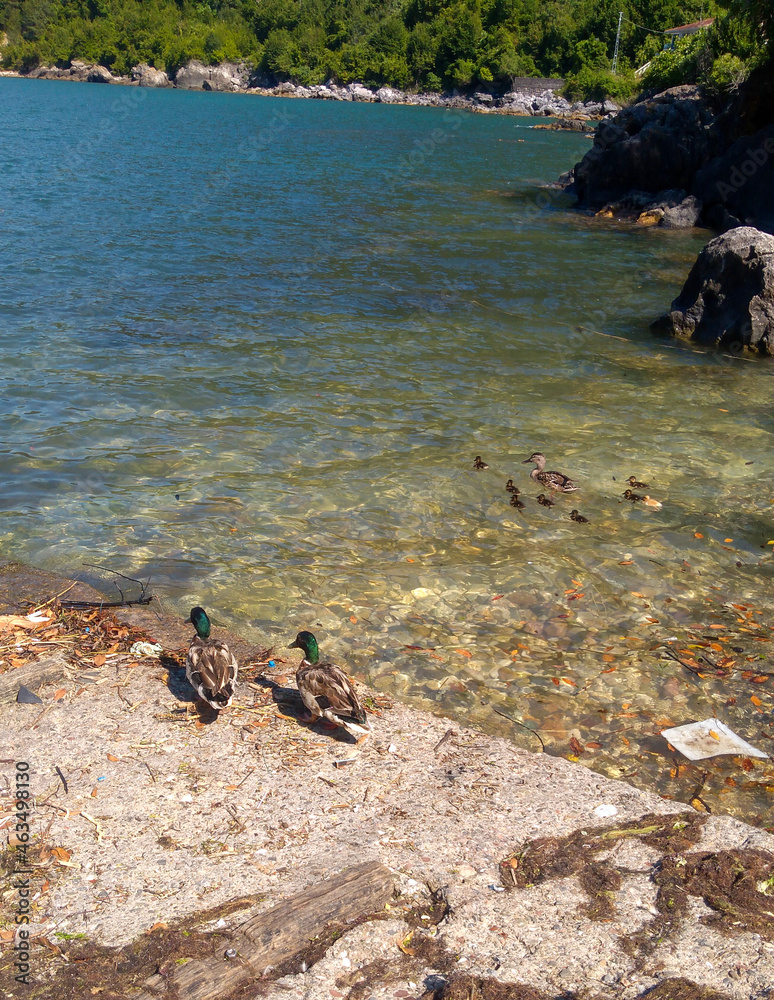 rouen duck and family 