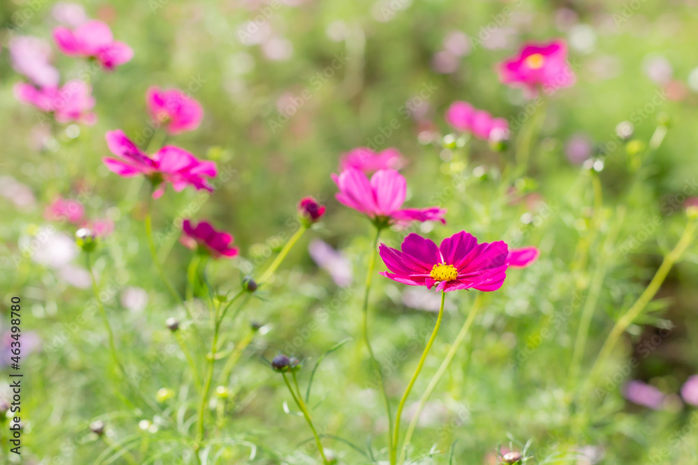 purple tiny cosmos blooming in the garden of autumn showa kinen park, tachikawa city purple tiny cosmos blooming in the garden of autumn showa kinen park, tachikawa city