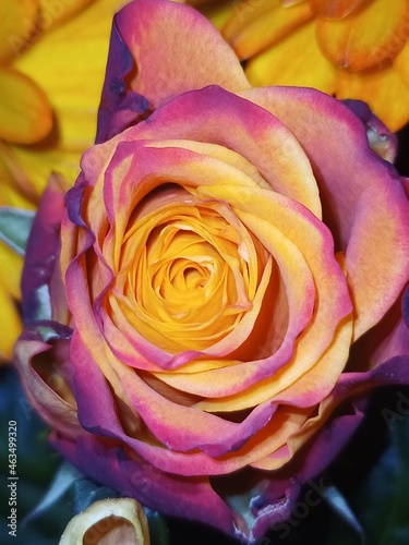 close up of a yellow rose