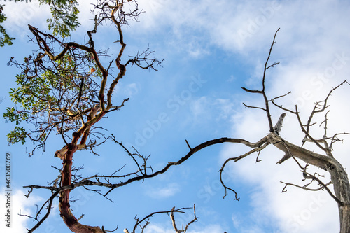  A Madrone Tree Branch Points Towards the Sky