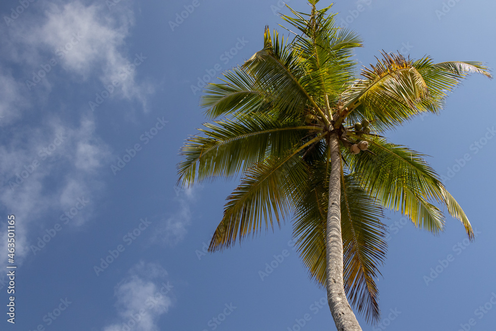 Bottom view of a coconut tree with blue sky - copy space