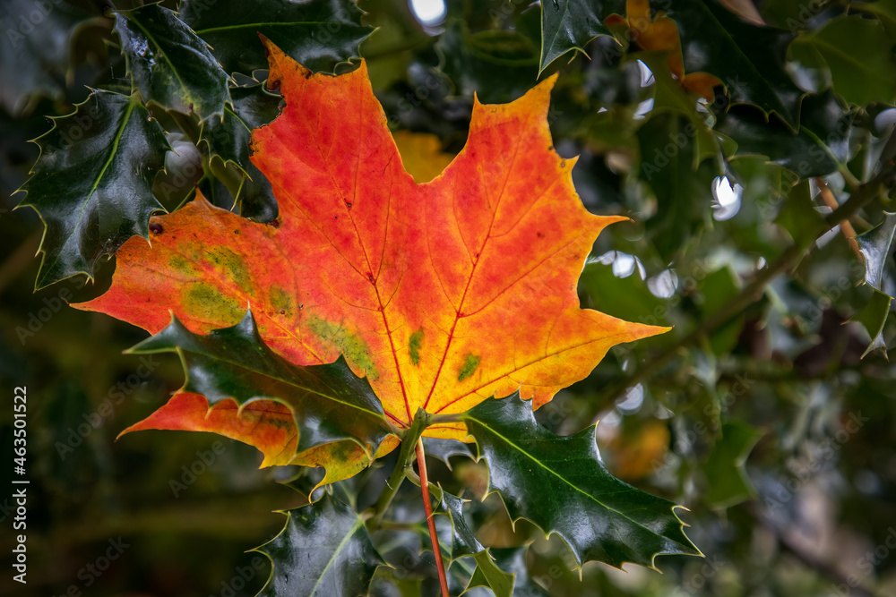 Yellow autumn leaf caught up in a holly bush Yellow autumn leaf caught up in a holly bush