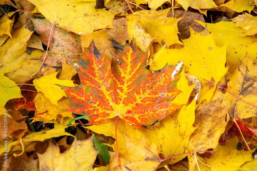 Maple leaf close up. Red leaf on a background of fallen yellow foliage in autumn.