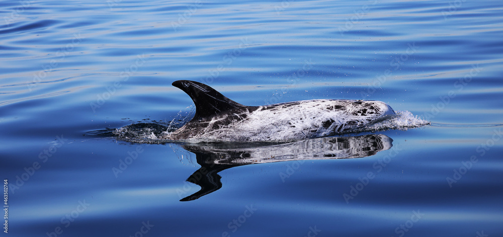 Fototapeta premium dolphin swimming in the water, Risso's,