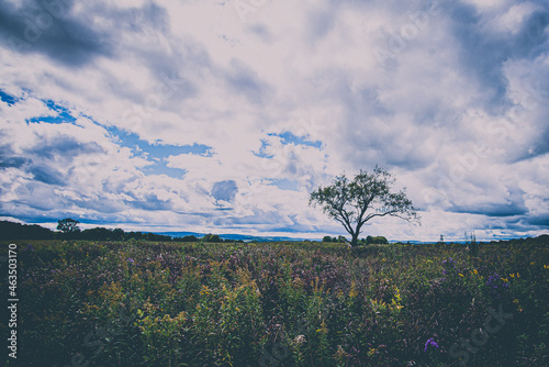 Tree in field daytime