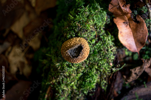 Common Earthball Fungi in forest