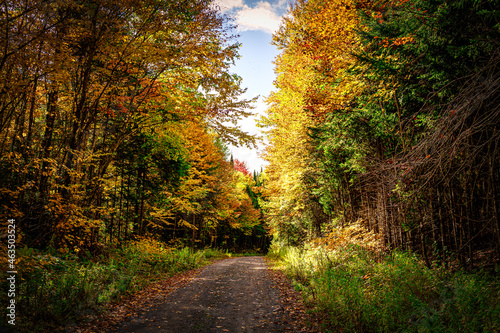 Dirt Road in Forest with Trees Day time