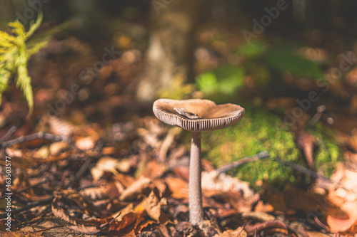 mushrooms in the forest
