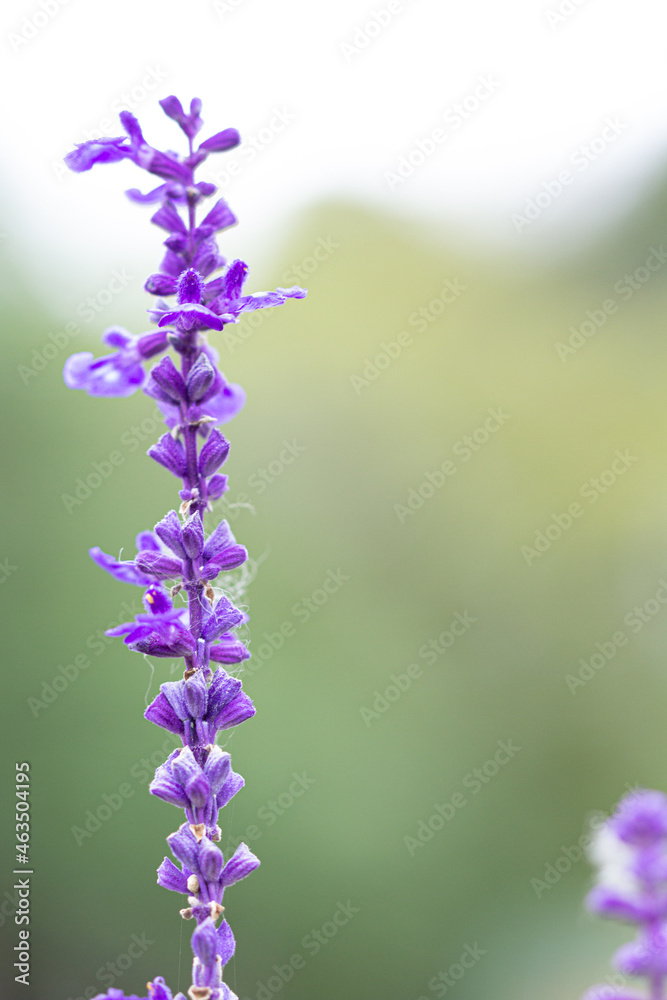 Fototapeta premium Lavanda