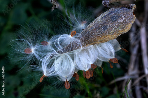  Common milkweed (Asclepias syriaca) knows as  butterfly flower, silkweed, silky swallow-wort, and Virginia silkweed, is a species of flowering plant. photo