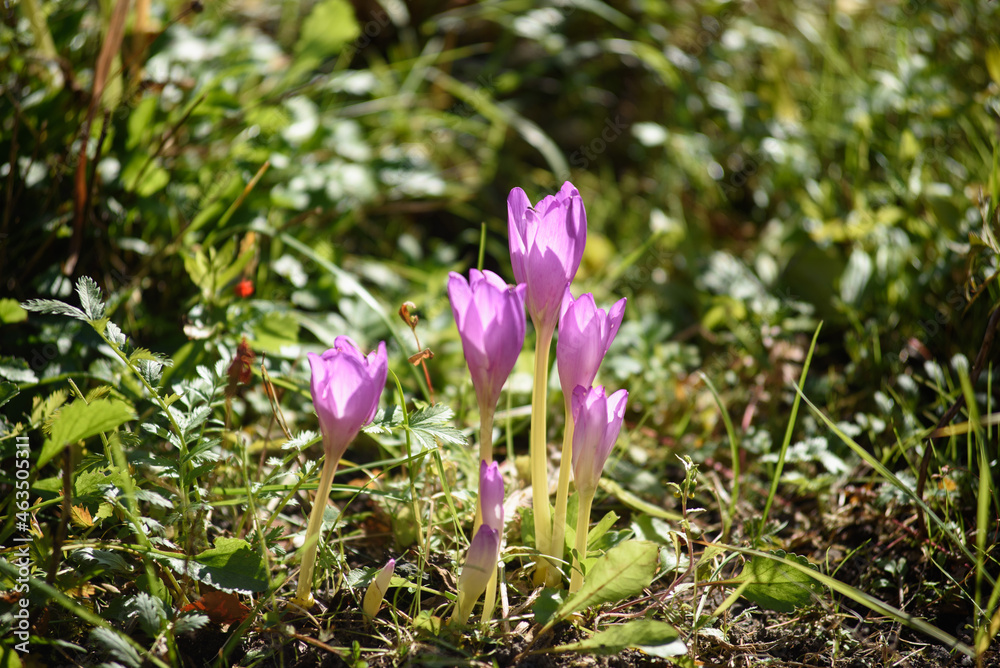 Colchicum flowers close-up on a flower bed Colchicum flowers close-up on a flower bed