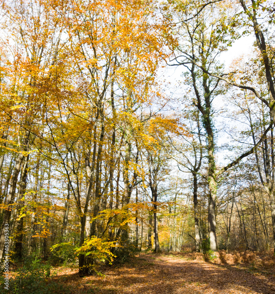Fototapeta premium autumn in the park