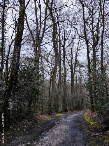 path in the woods