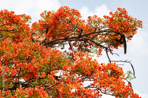 Flores coloridas de flamboyant típicas do Brasil. Close up em foco seletivo photo
