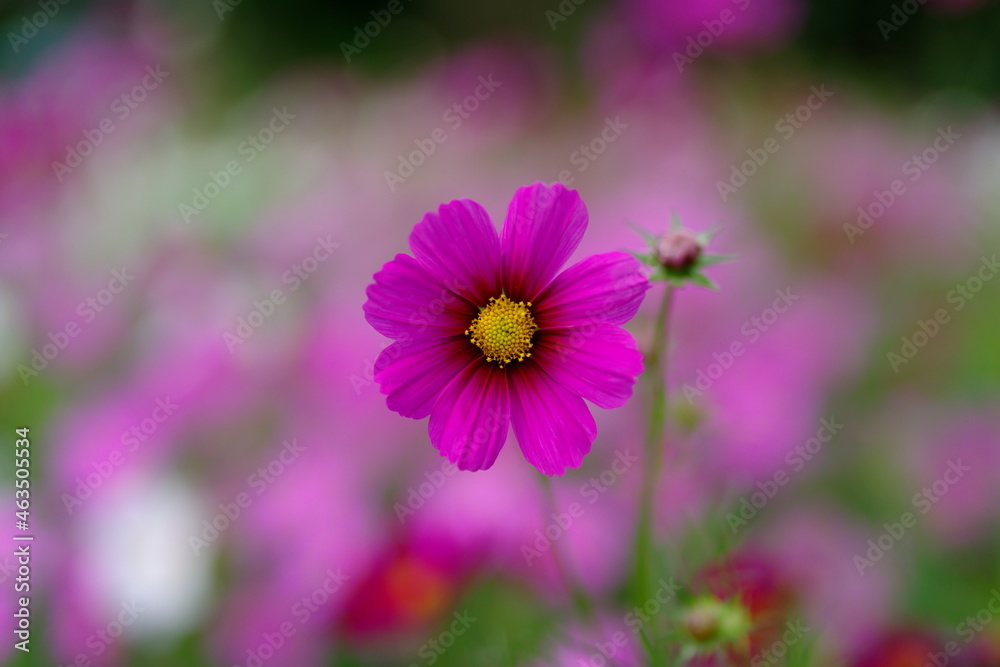 Obraz premium コスモス