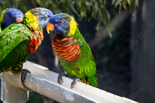 Lorikeets at the aviary