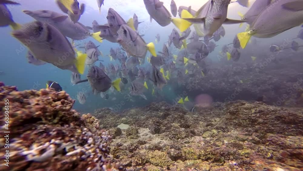 Peces tropicales y arrecifes rocosos, cardumen submarino de peces cirujanos y ángeles en el pacífico mexicano. Paisaje marino bajo el agua. Puerto Vallarta, México.