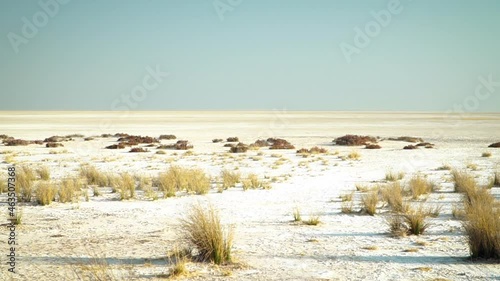 Flora growing in the rugged dry sand environment, Etosha Pan Namibia photo