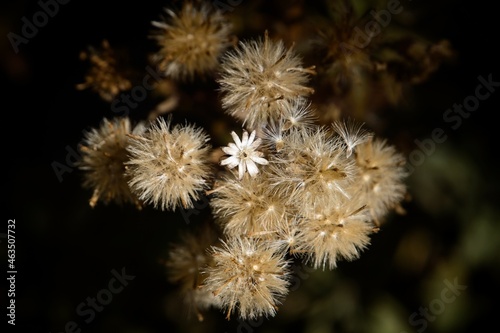 The beauty of the end of season wildflowers. 