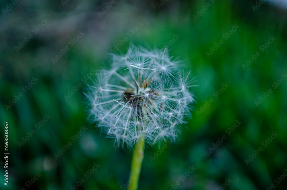 dandelion with blur background