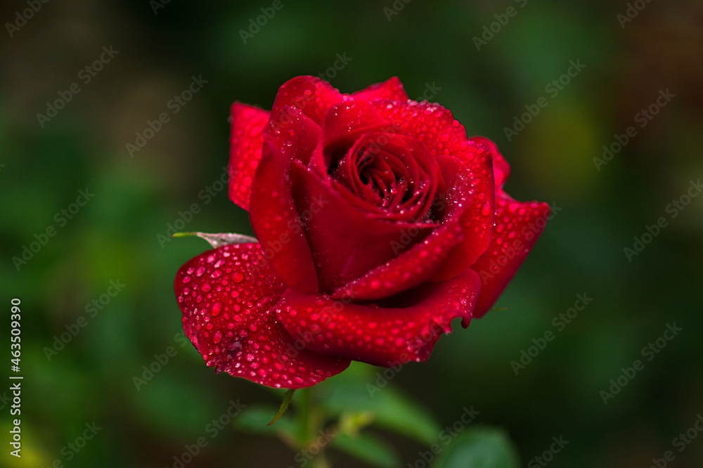 red rose in garden red rose in garden