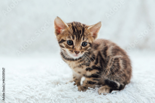 Little bengal kitten on the white fury blanket © Smile