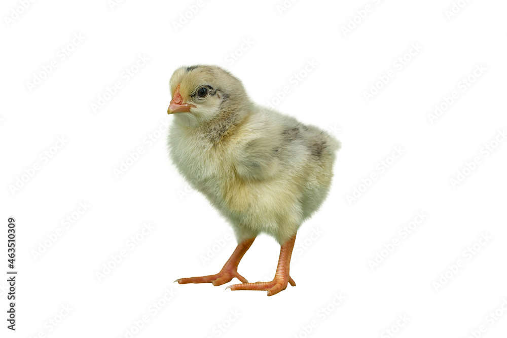 baby chicken isolated on white background - Kacuk baby chicken isolated on white background - Kacuk