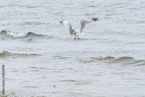 Seagulls in flight around body of water
