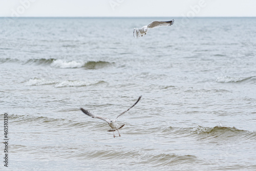 Seagulls in flight around body of water