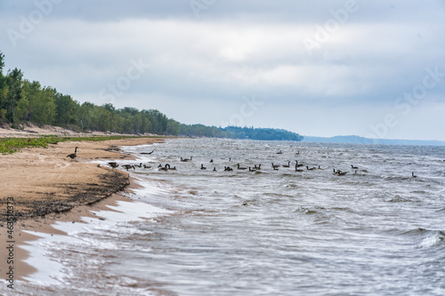 Shoreline with Geese Day time Summer