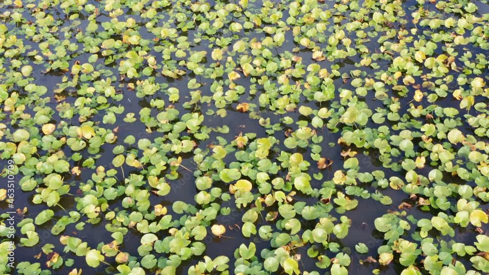 Water lilies: green lily leaves floating on water surface. Aerial view of lake or marsh vegetation as a natural background of aquatic ecosystem and habitat of endangered species. Water lilies: green lily leaves floating on water surface. Aerial view of lake or marsh vegetation as a natural background of aquatic ecosystem and habitat of endangered species.