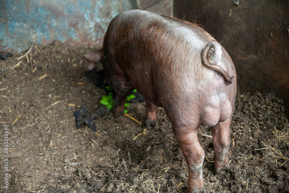 Swirling Pig Tail andLarge Wild Boar Eggs wild pig with dark brown hair and curled pig tail Swirling Pig Tail andLarge Wild Boar Eggs wild pig with dark brown hair and curled pig tail