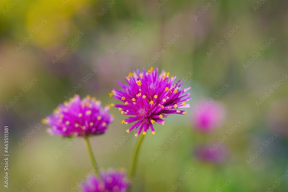 満開のセンニチコウの花 満開のセンニチコウの花