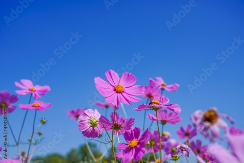 青空バックに咲く満開のピンクのコスモス
