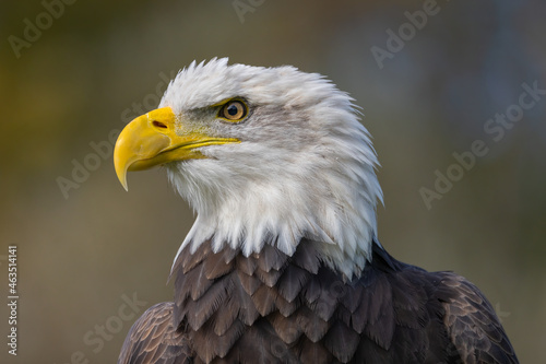 Majestic Bald Eagle looking left.