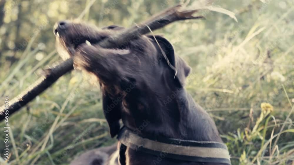 dog chewing on a stick in the fields dog chewing on a stick in the fields